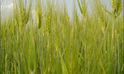 扛穩(wěn)責任擔當 服務三夏三農(nóng)——潢川縣水利局灌區(qū)管理單位黨組織服務三農(nóng)紀實